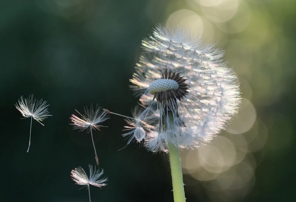 Blume